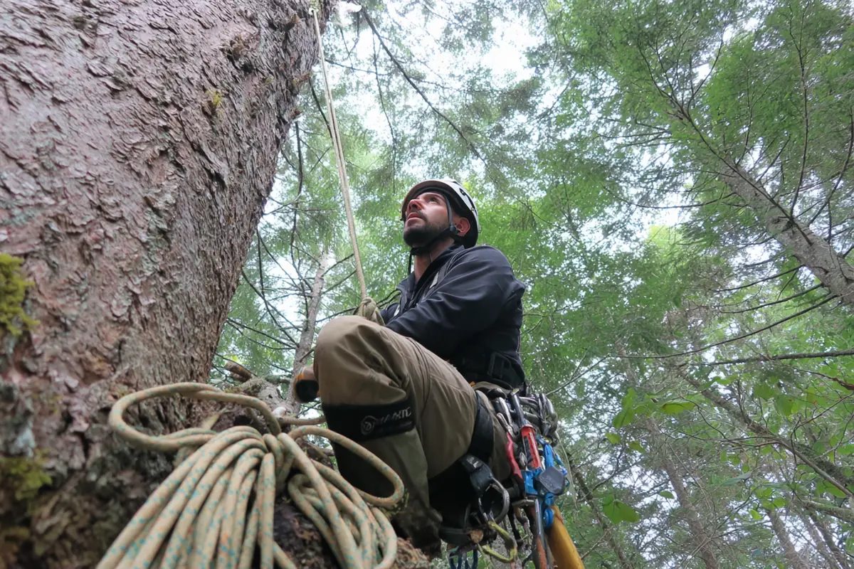 Arborist klatrer i højt træ og udfører topkapning i sektioner i Vordingborg